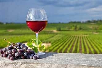 dégustation dans les vigiobes